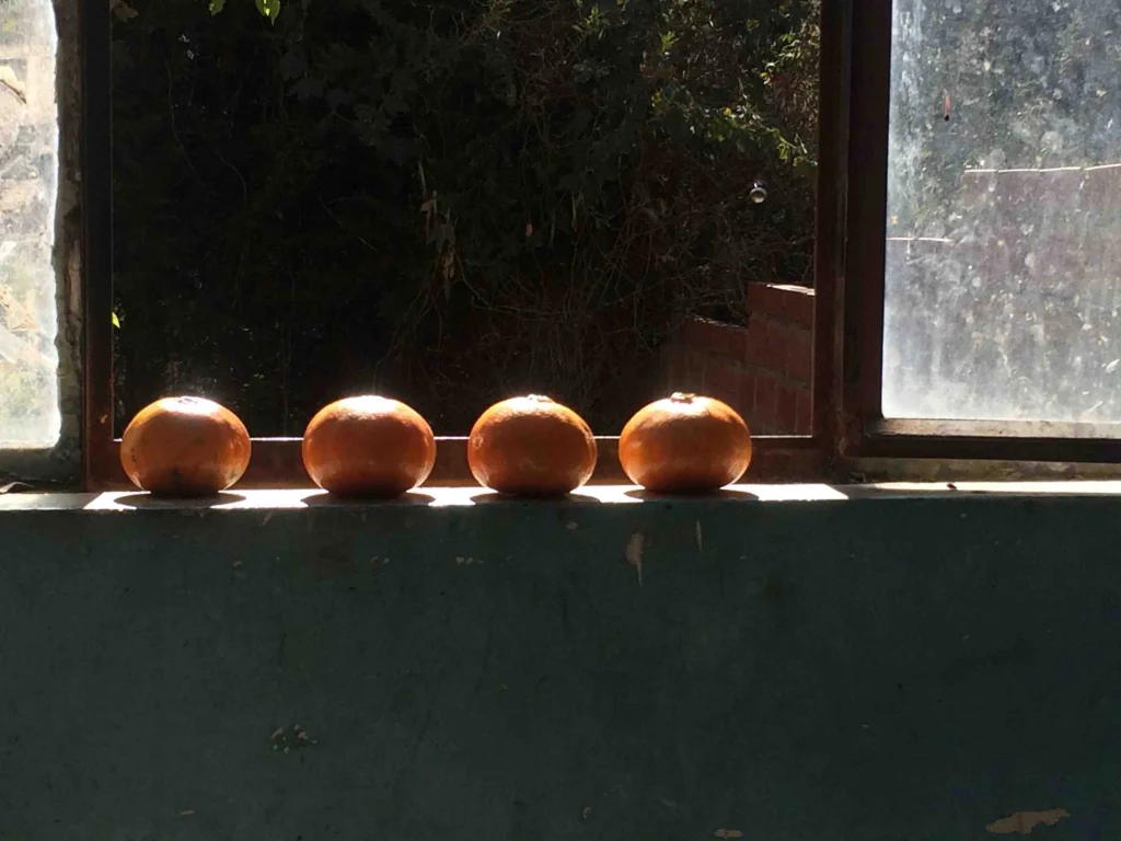 Photo de 4 mandarines sur le rebord d'une fenetre pour illustrer l'atelier de création libre.