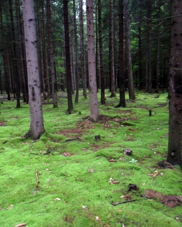 Phot d'une foret