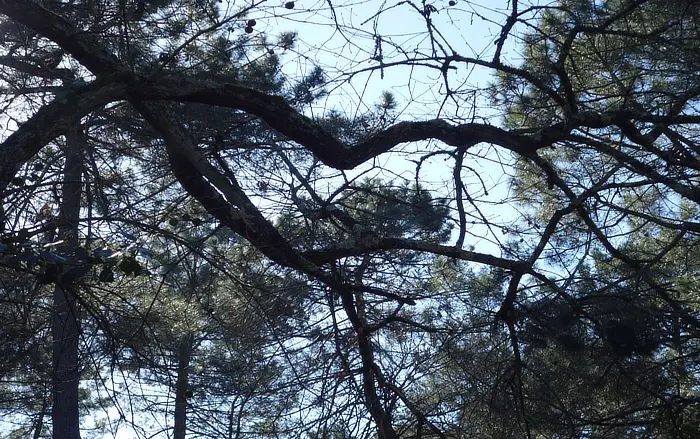photo en contre plongée d'un arbre