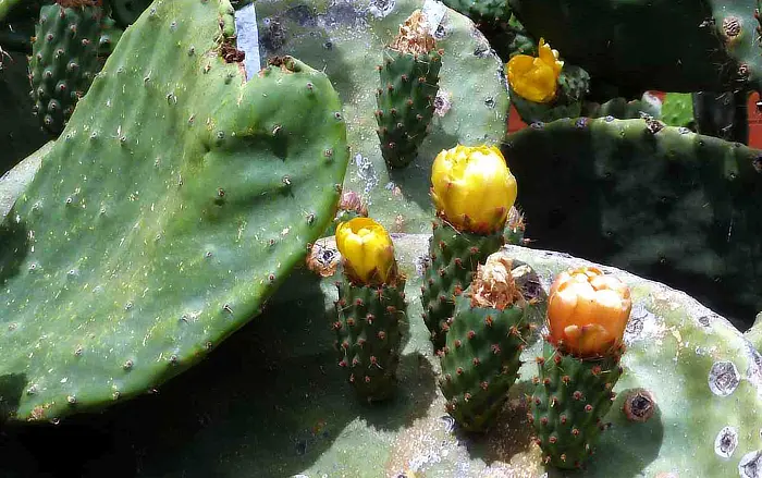 Cactus en fleurs en gros plan